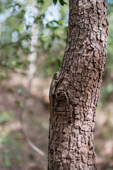 Lizard Blending in on Tree Bark