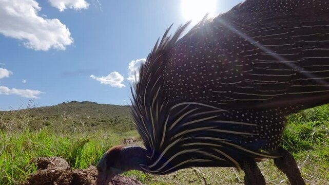 Low wide angle of Vulturine Guinea Fowls (Acryllium vulturinum) foraging on elephant dunk in the savannah under hot midday sun in Kenya