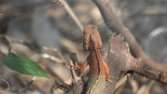 The Oriental Garden Lizard is a colorful, agile reptile known for rapid color changes, territorial behavior, and insect-eating habits