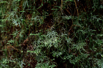 Intricate Green Moss Texture on Tree Bark