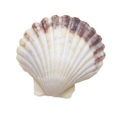 Single scallop shell seashell isolated on transparent background