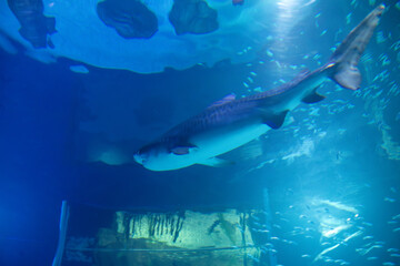 A Tiger Shark at a local aquarium