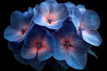 Close-up of delicate blue and pink flowers with softly illuminated petals against a dark background, evoking calmness and subtle beauty