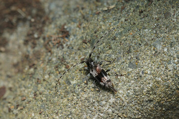 小型の白黒モノトーンに粒々柄のヒトオビアラゲカミキリ虫（自然環境下ストロボマクロ撮影）