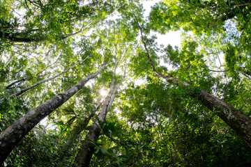 Photograph of tall trees around a natural background captured with a fisheye lens