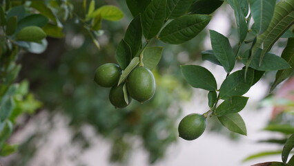  Lemons growing on a tree