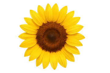 Vibrant yellow sunflower head isolated on transparent background, showcasing its delicate petals and seed-filled center