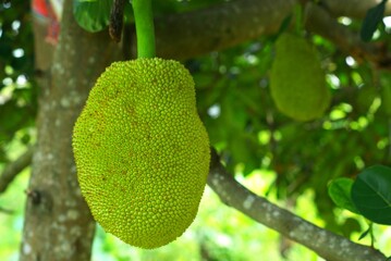exotic jackfruit hanging on the tree