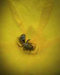 Macro photograph of a bee collecting nectar inside a vibrant yellow flower. The image captures intricate details of the bee’s wings and body with a soft, dreamy background formed by the petals. 