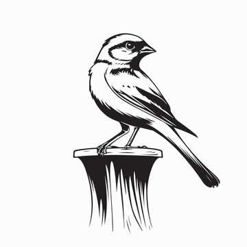 Canary on bird perch image vector illustration on white background.
