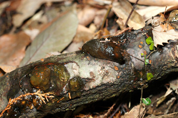 春に桜の根茎からしみ出た樹液がゼリー状に凝固したコスカシバ食害痕（自然環境下マクロ撮影）