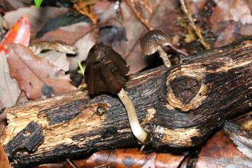 Obraz premium だんだんと黒く溶け始めるヒトヨタケ属キノコ（自然環境下ストロボマクロ撮影）