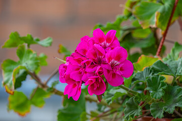 Houseplant Pelargonium with delicate pink flowers on blurred background.