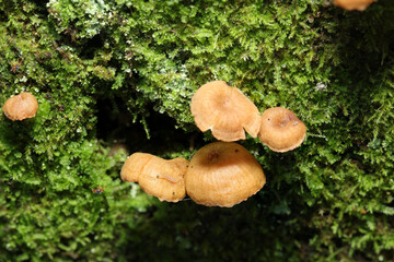 緑苔と薄茶色の小さなヒメカバイロタケキノコたち（自然環境下ストロボマクロ撮影）
