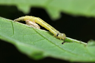 青葉上にナミテンアツバ蛾の幼虫（自然環境下昆虫類ストロボマクロ撮影）