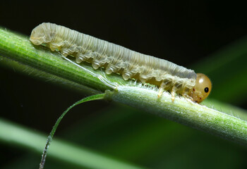 黄色い頭に黒い目がチャーミング、緑灰色体色のハバチ幼虫（自然環境下ストロボマクロ撮影）