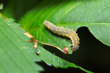 灰色にプニュプニュの黄色いトゲトゲがかわいいオオコシアカハバチの幼虫（自然環境下マクロ撮影）