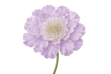 Fototapeta premium Purple scabiosa flower isolated, highlighting delicate petals against clean white backdrop