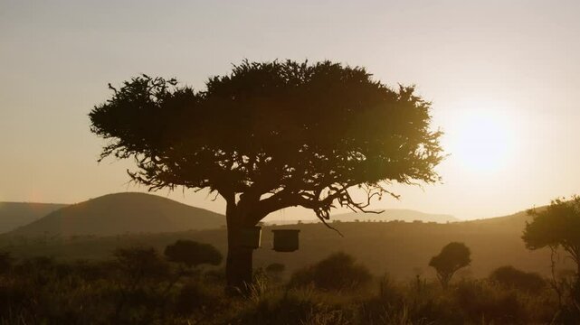 Wide parallax of shrub growing in savannah with hanging pair of bee hives with hills and sunrise in Kenya
