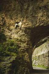cabra de montaña a lado de un arco de roca