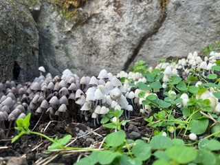 cluster of mushrooms under a rock