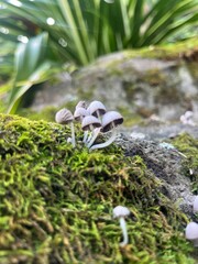 Small cluster of white mushrooms