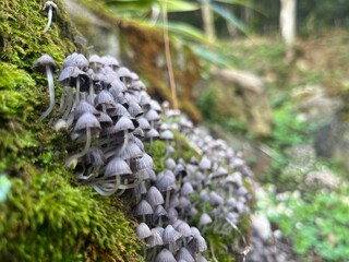 dramatic mushrooms on a mossy rock