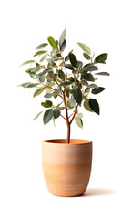 Elegant potted plant with lush green leaves.