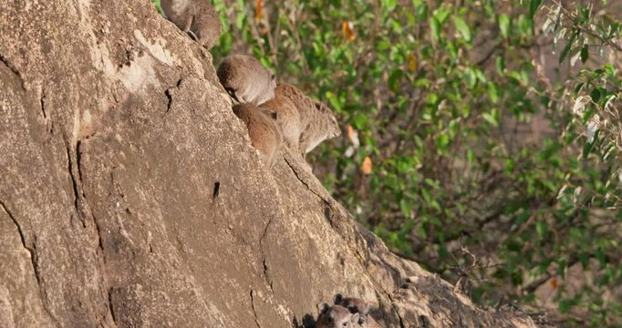 Wide tilt down of a wawa of rock hyraxes (Procavia capensis) sunbathing on a rocky outcrop in morning in Kenya