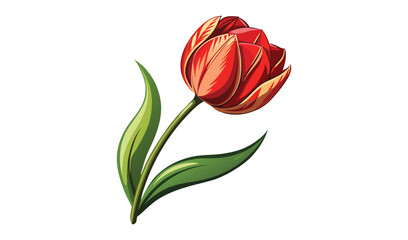 Single red tulip flower with green leaves