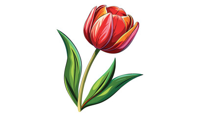 Fototapeta premium Single red and orange tulip flower illustration