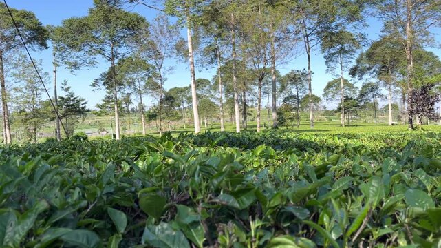 Tea Plantation Landscape in Wonosobo, Indonesia on a Sunny Day