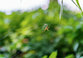 Close-up of a Neoscona adianta spider centered in its web, facing the camera, with visible details of legs and web structure.