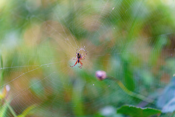 Back view of Neoscona adianta spider sitting on its web, showing body markings and delicate silk threads in nature.