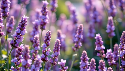 Obraz premium an expansive field of lavender plants
