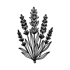 Lavender SVG