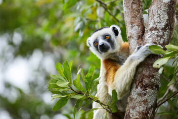 Fototapeta premium Diademed Sifaka Climbing Tree in Madagascar's Rainforest