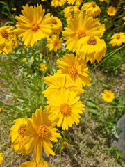 Golden-Wave flower on nature background