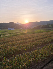 Rural scenery in spring with sunset