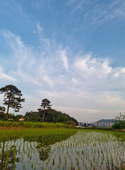 This is a rural landscape in spring.