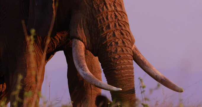 Close-up pan of an African Bush Elephant (Loxodonta africana) trunk grazing in the grassland against a magenta sky in kenya 