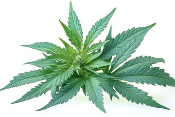 Close-up of a fresh green cannabis plant with multiple serrated leaves spreading outward on a white background