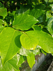 
A close-up of persimmon leaves.