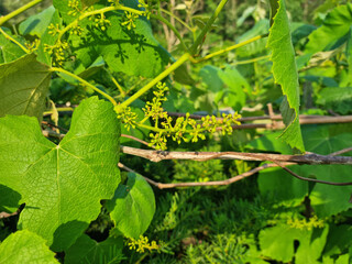 It is a vine bearing fruit.