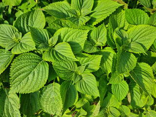 This is a close-up of a perilla leaf.