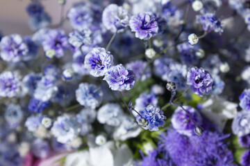 Purple mist flower close up.