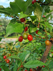 Ripe Autumn Olive Berries (Elaeagnus Umbellata) growing on a branch . oleaster