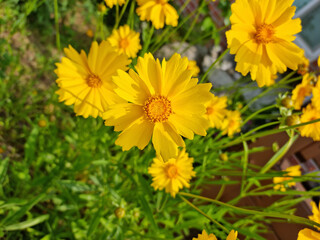 Golden-Wave flower on nature background