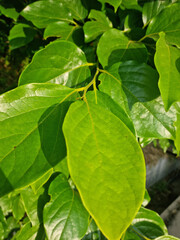 A close-up of persimmon leaves.