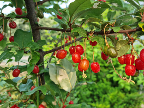 Ripe Autumn Olive Berries (Elaeagnus Umbellata) growing on a branch . oleaster
